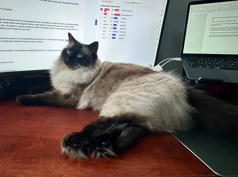 Charlie, a long-haired colourpoint cat, lying across a desk in front of a monitor displaying a manuscript